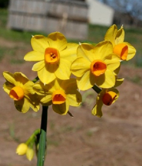 Daffodil 'Grand Soleil d'Or' - 5 bulbs