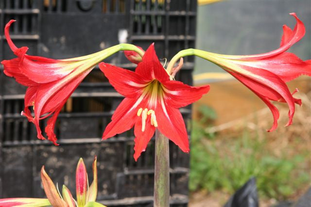 Hardy Amaryllis Bulb (Hippeastrum x johnsonii) - 1 - 1 gal pot