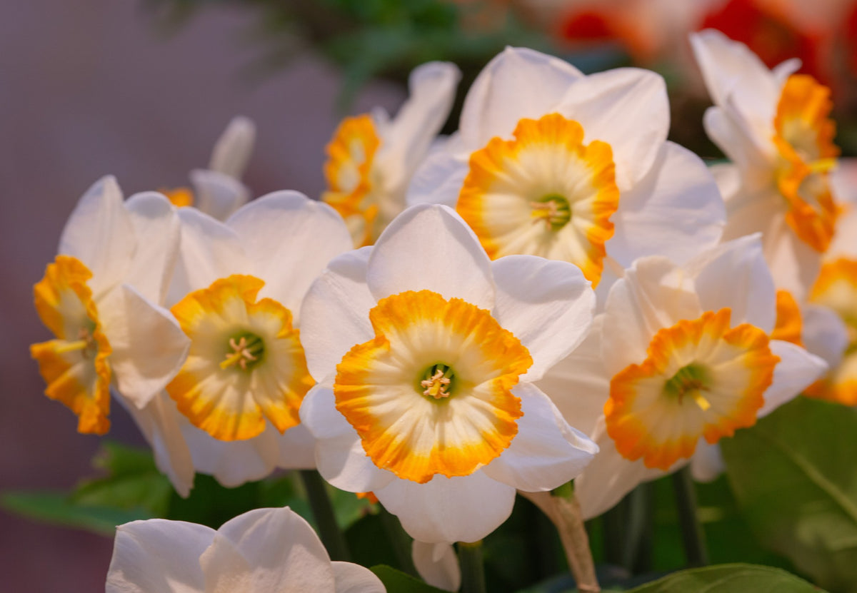 Daffodil 'Happy Smiles'