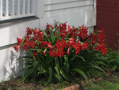 Hardy Amaryllis Bulb (Hippeastrum x johnsonii) - 1 - 1 gal pot