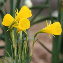 A precious and rare, but very tough Southern bulb, standing only 4"-8" high with distinctive bright yellow blooms. Zones 6-8