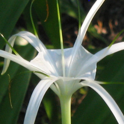 Hymenocallis 'Tropical Giant' (Small/Starter) - 1 bulb