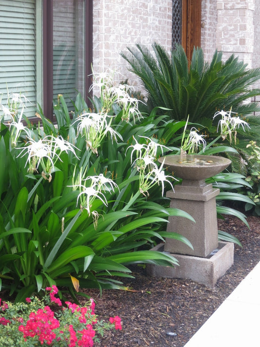 Hymenocallis 'Tropical Giant' (Regular) - 1 bulb