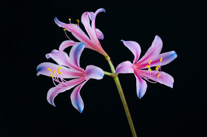Electric Blue Spider Lily (Lycoris sprengeri) - 2 bulbs