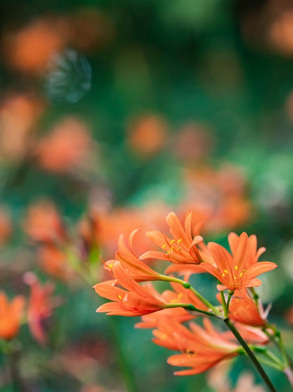 Orange Spider Lily (Lycoris sanguinea) - 2 bulbs