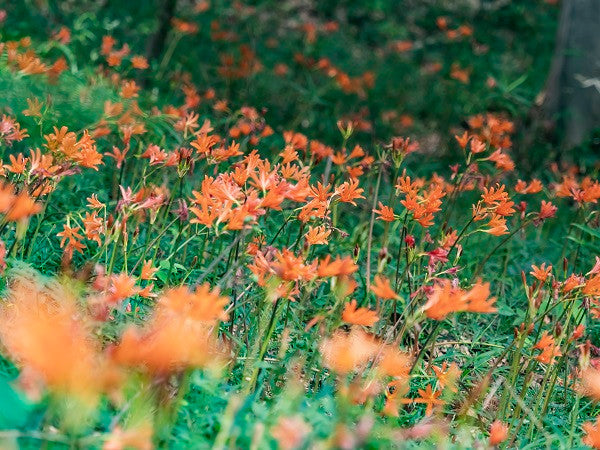 Orange Spider Lily (Lycoris sanguinea) - 2 bulbs