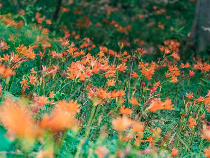 Orange Spider Lily (Lycoris sanguinea) - 2 bulbs