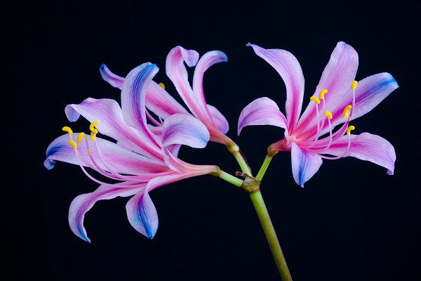 blue spider lily location Electric Blue Spider Lily (Lycoris sprengeri)