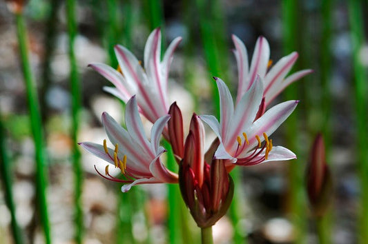 Peppermint Spider Lily (Lycoris incarnata) - 2 bulbs