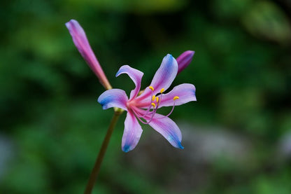 Electric Blue Spider Lily (Lycoris sprengeri) - 2 bulbs
