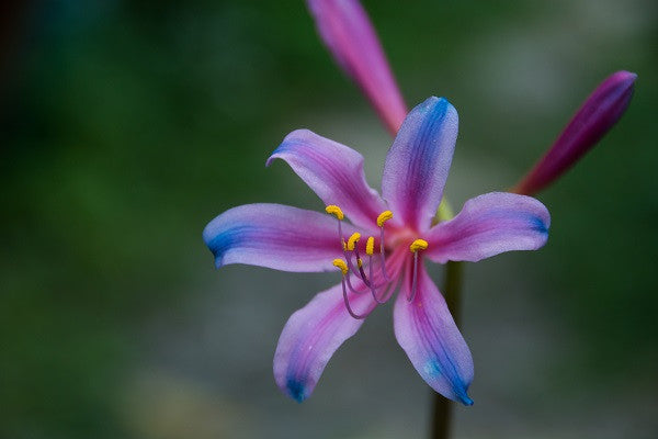 blue spider lily flower meaning Electric Blue Spider Lily (Lycoris sprengeri)