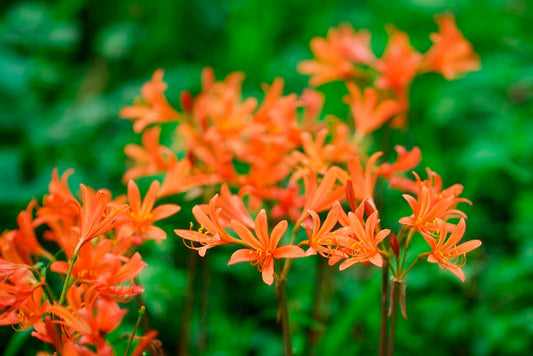 Orange Spider Lily (Lycoris sanguinea) - 2 bulbs