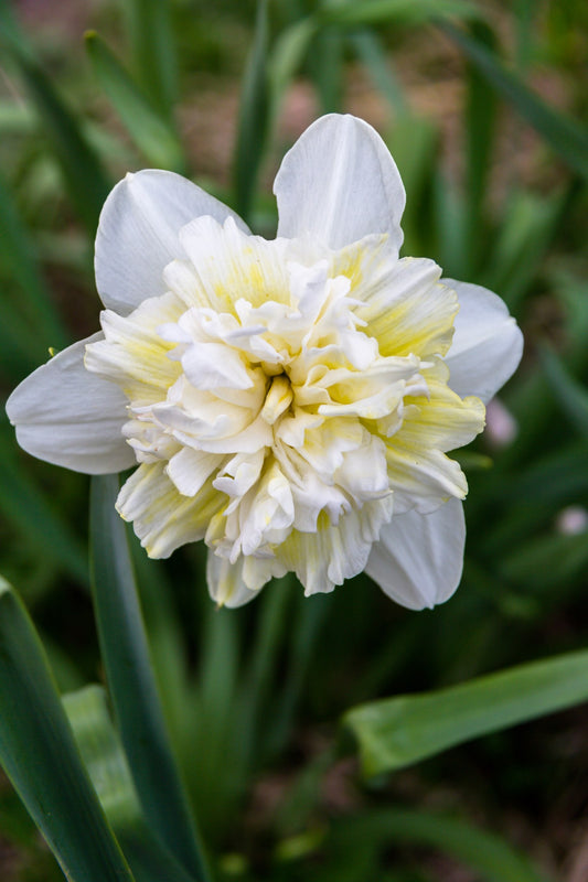 Daffodil 'Ice King'