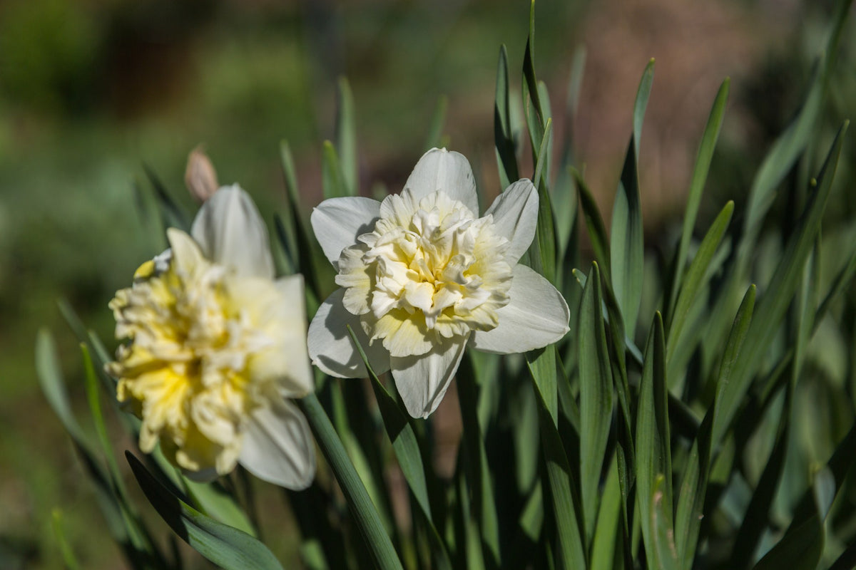 Daffodil 'Ice King'