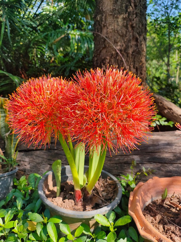 blood red lily flower Blood Lily (Scadoxus multiflorus)