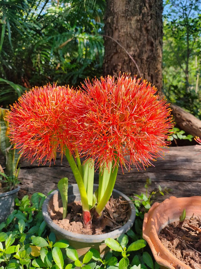 Blood Lily (Scadoxus multiflorus) - 3 bulbs