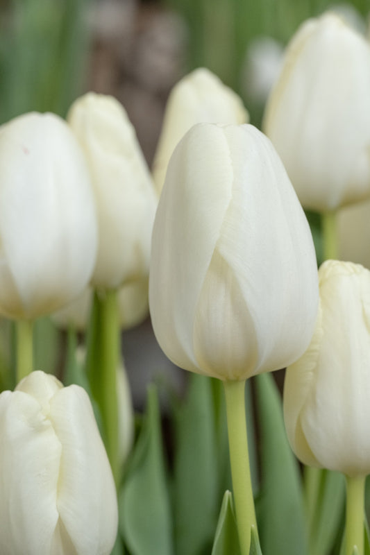 Tulipa 'Ivory Proud'