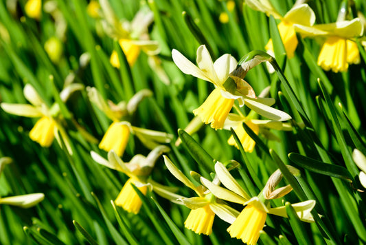 Daffodil 'Jack Snipe'