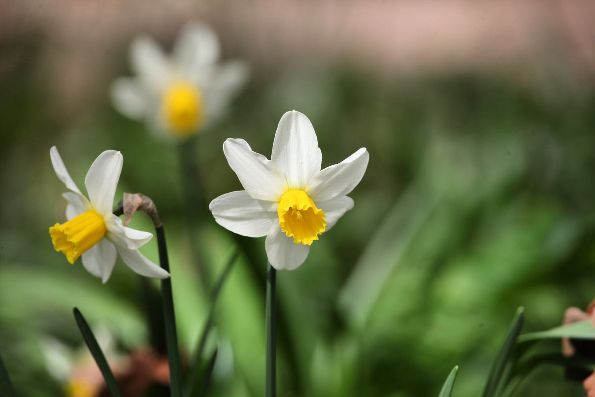 Daffodil 'Jack Snipe'