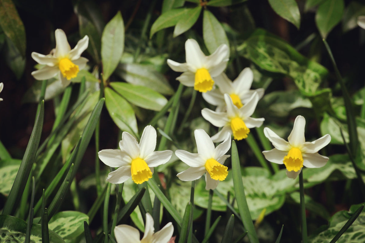 Daffodil 'Jack Snipe'