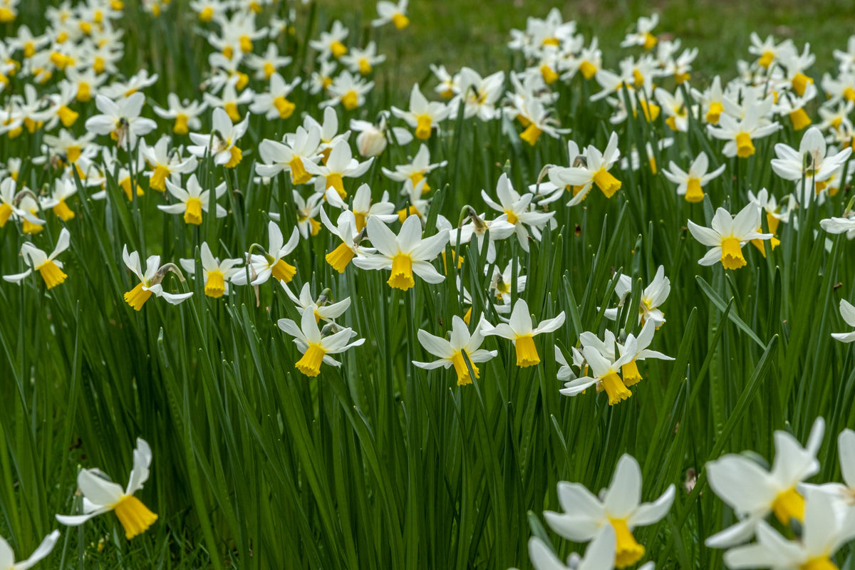 Daffodil 'Jack Snipe'