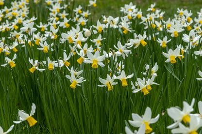 Daffodil 'Jack Snipe'
