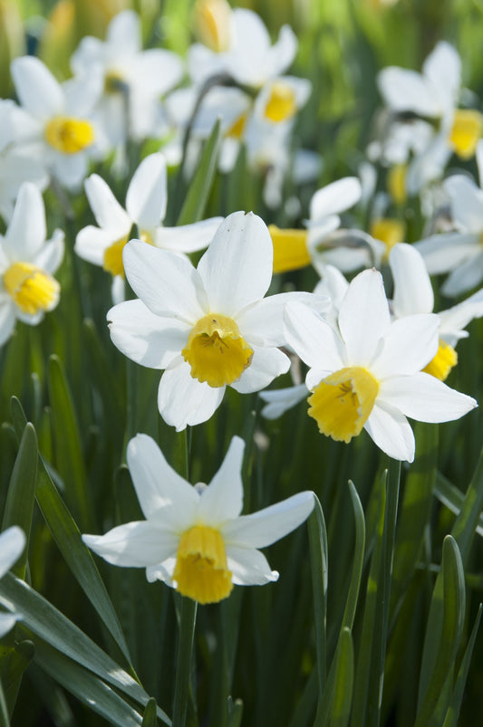 Daffodil 'Jack Snipe'
