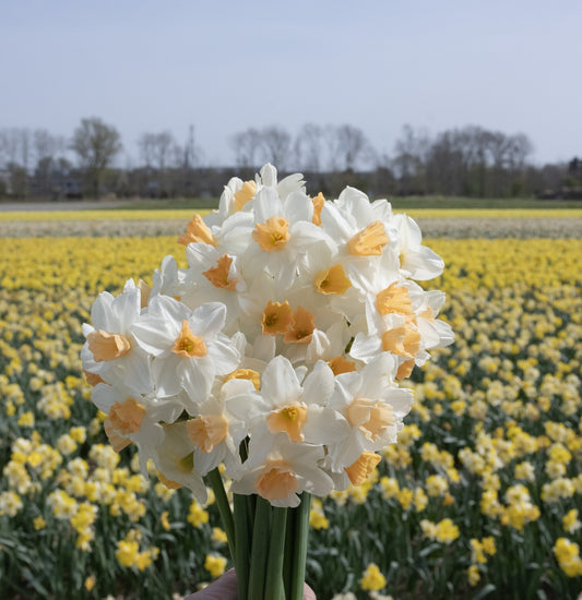 Daffodil 'Kapiti Peach'