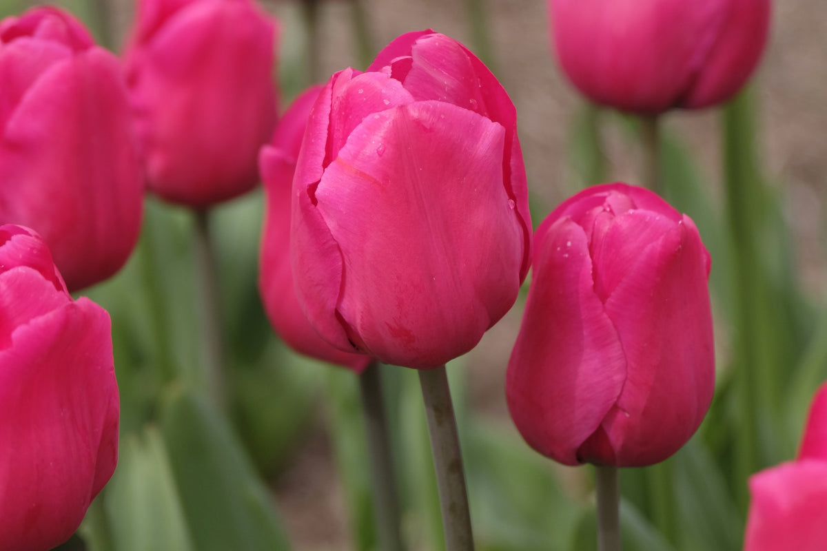 Tulip 'Lady Van Eijk'