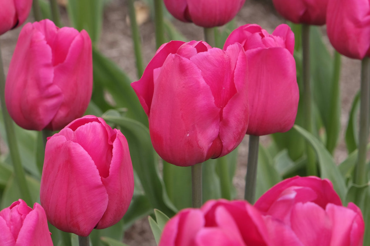 Tulip 'Lady Van Eijk'