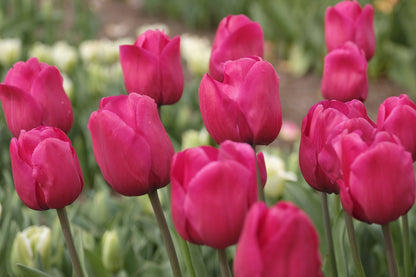 Tulip 'Lady Van Eijk'