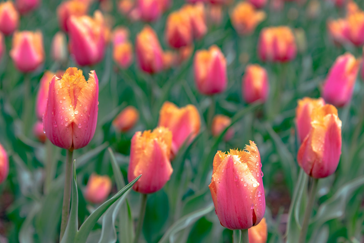 Tulip 'Lambada'
