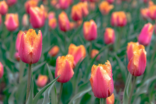 Tulip 'Lambada'