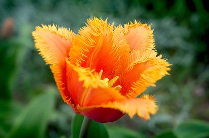 Tulip 'Lambada'