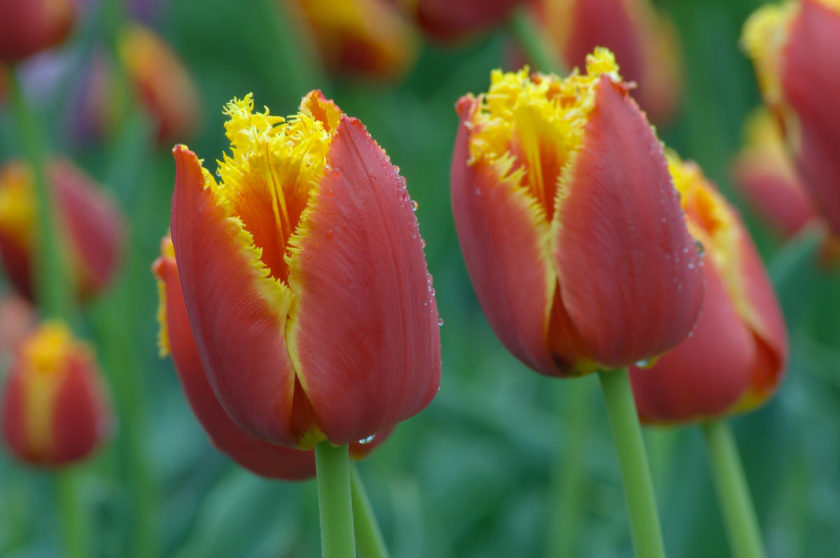 Tulip 'Lambada'