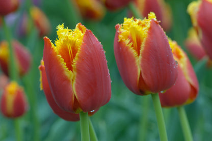Tulip 'Lambada'