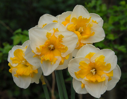 Daffodil 'Love Call'