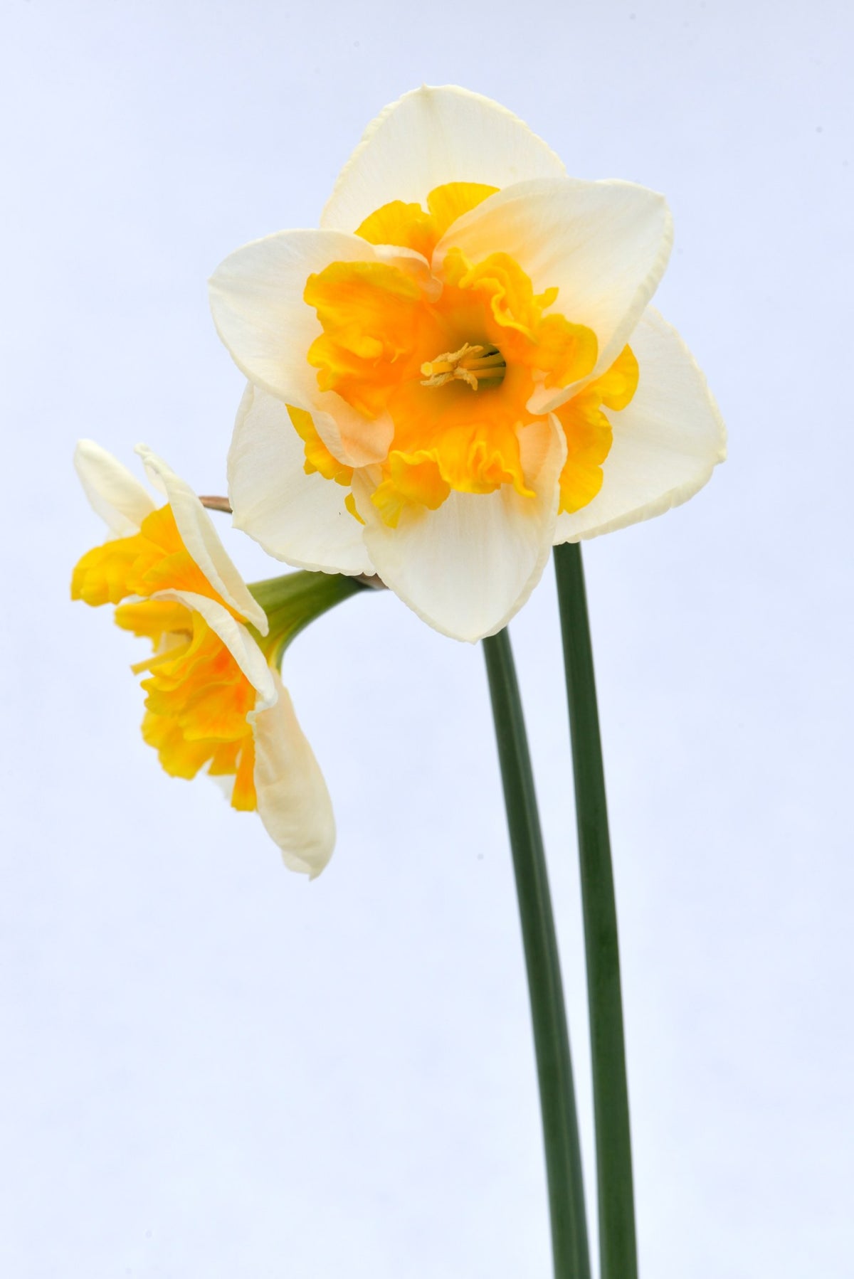 Daffodil 'Love Call'
