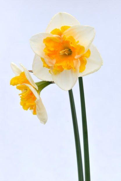 Daffodil 'Love Call'