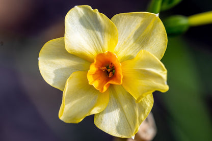 Daffodil 'Martinette'