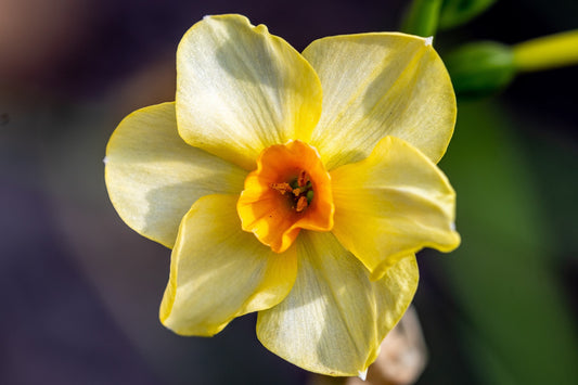 Daffodil 'Martinette'