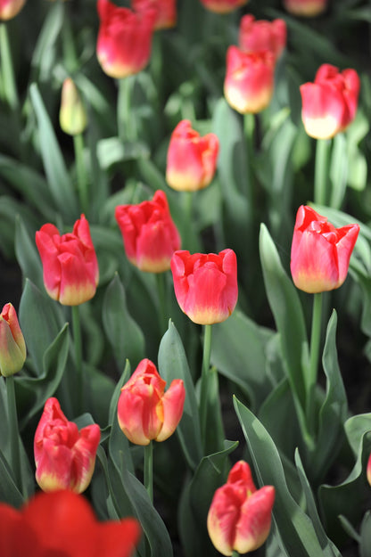 Tulipa 'Match'