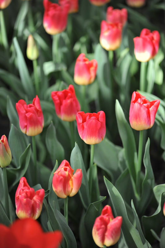 Tulipa 'Match'