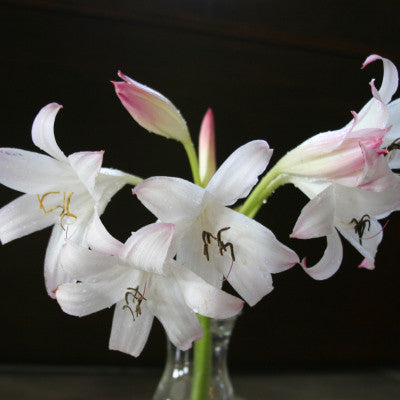 Crinum Mrs. James Hendry - 1 bulb