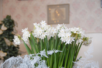 Paperwhite for Forcing Narcissus 'Ziva' -  5 bulbs
