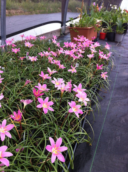 Zephyranthes grandiflora 'Pink Rain Lily' -10 bulbs