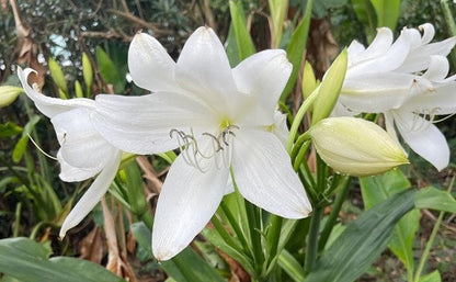 Crinum moorei 'Album' - White Crinum Lily - 1 bulb