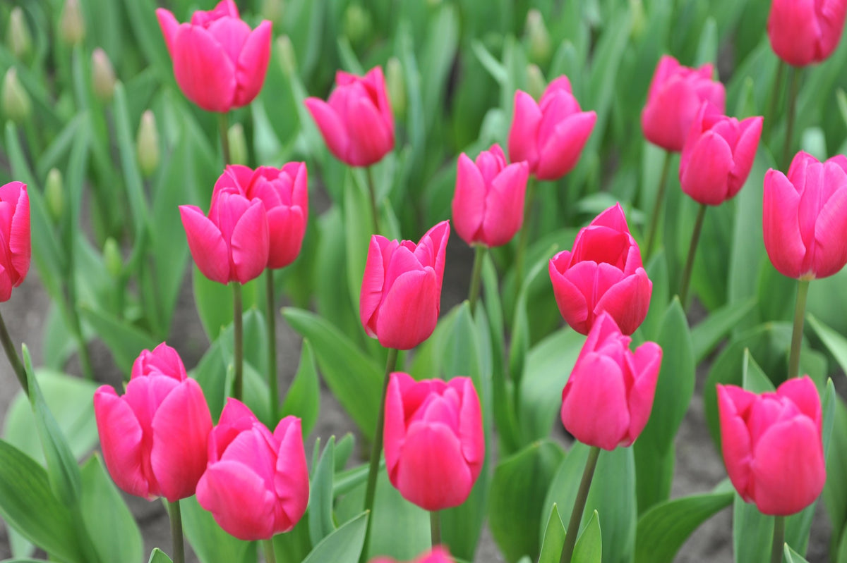 Tulipa 'Pink Ardour'