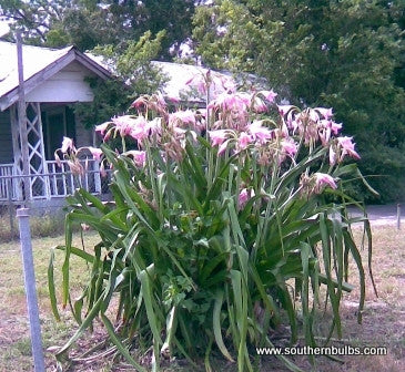 Crinum powellii 'Roseum' - 1 bulb