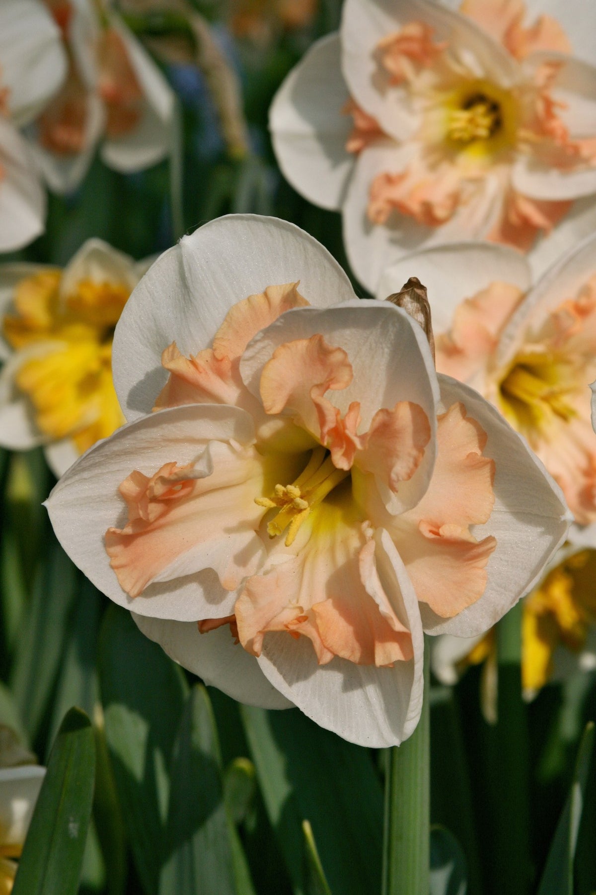 Daffodil 'Pink Wonder'